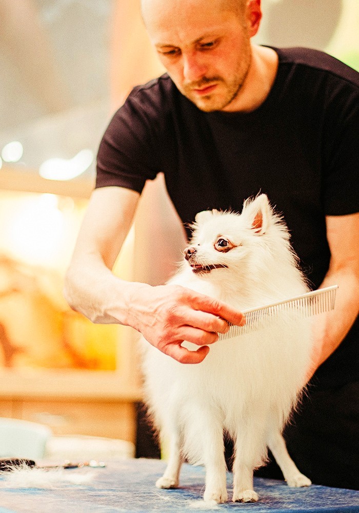 dog-grooming-mckinney