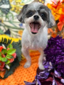 A groomed dog standing on a bed of flowers