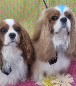Two Dogs looking at camera after grooming-backyard pet Services
