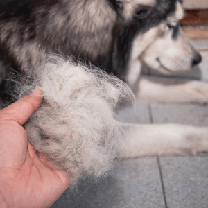how to stop dog from shedding 5