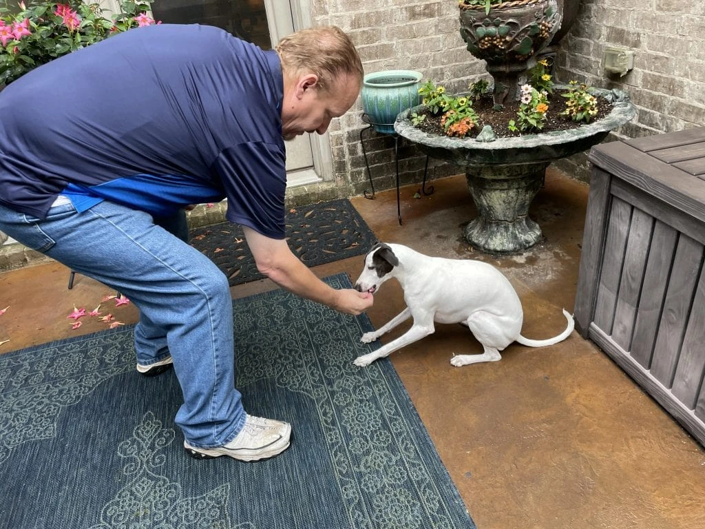 Dan English-An Expert Dog Trainer Feeding a Dog During Training