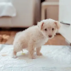 A small white miniature poodle puppy standing on a white bed sheet and peeing.