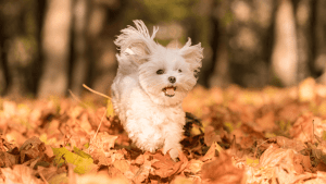 Find Your Perfect Fit - Hiring Dog Walkers in McKinney